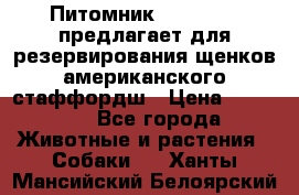 Питомник KURAT GRAD предлагает для резервирования щенков американского стаффордш › Цена ­ 25 000 - Все города Животные и растения » Собаки   . Ханты-Мансийский,Белоярский г.